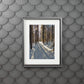 Sun Drenched Winter Forest Scene        Fine Art Print with Passepartout Frame