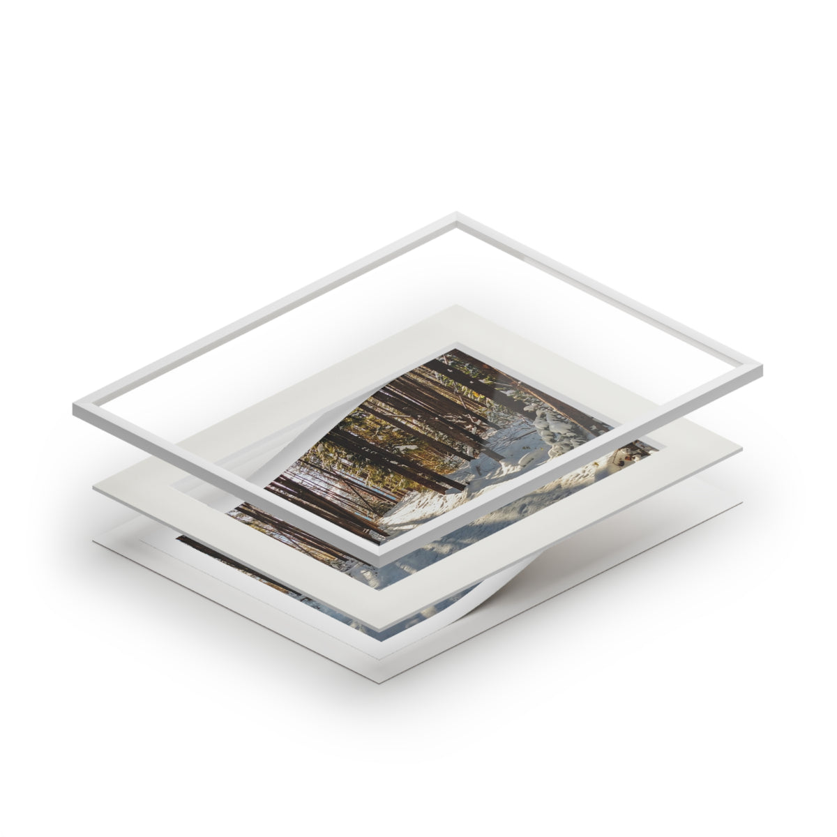 Sun Drenched Winter Forest Scene        Fine Art Print with Passepartout Frame