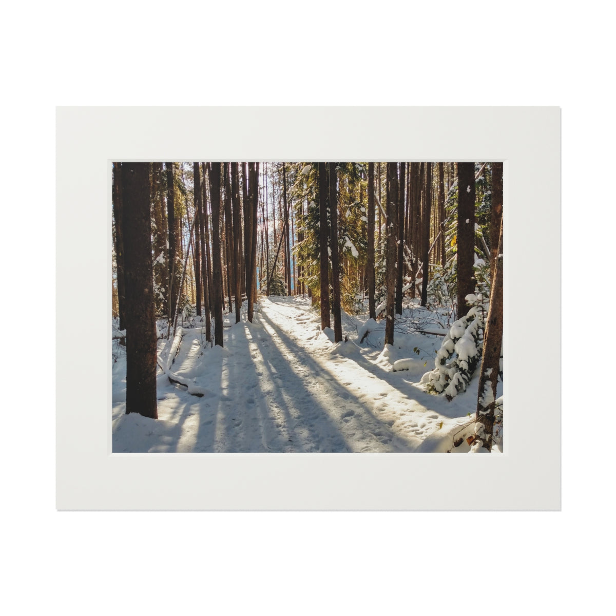 Sun Drenched Winter Forest Scene        Fine Art Print with Passepartout Frame