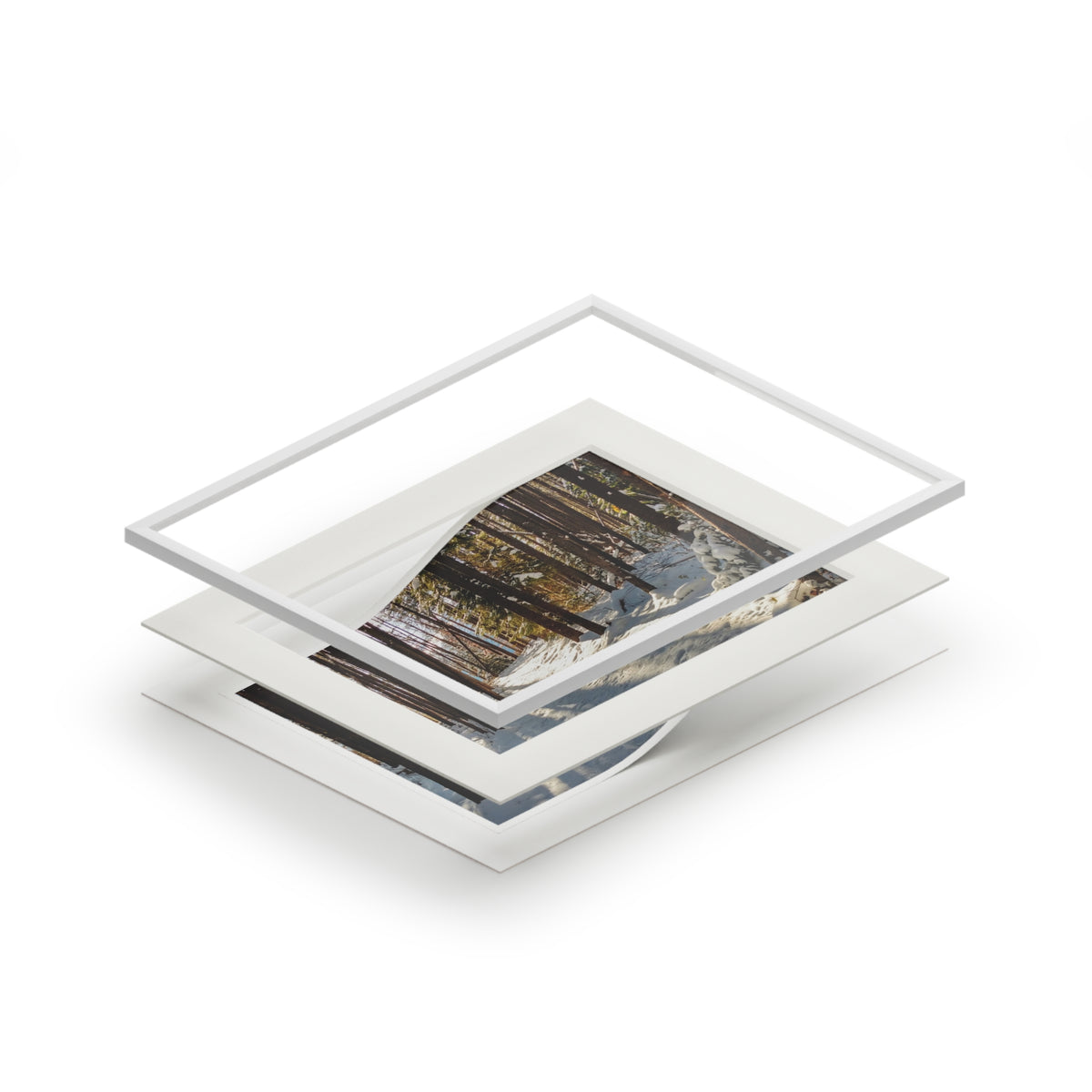 Sun Drenched Winter Forest Scene        Fine Art Print with Passepartout Frame