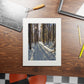 Sun Drenched Winter Forest Scene        Fine Art Print with Passepartout Frame