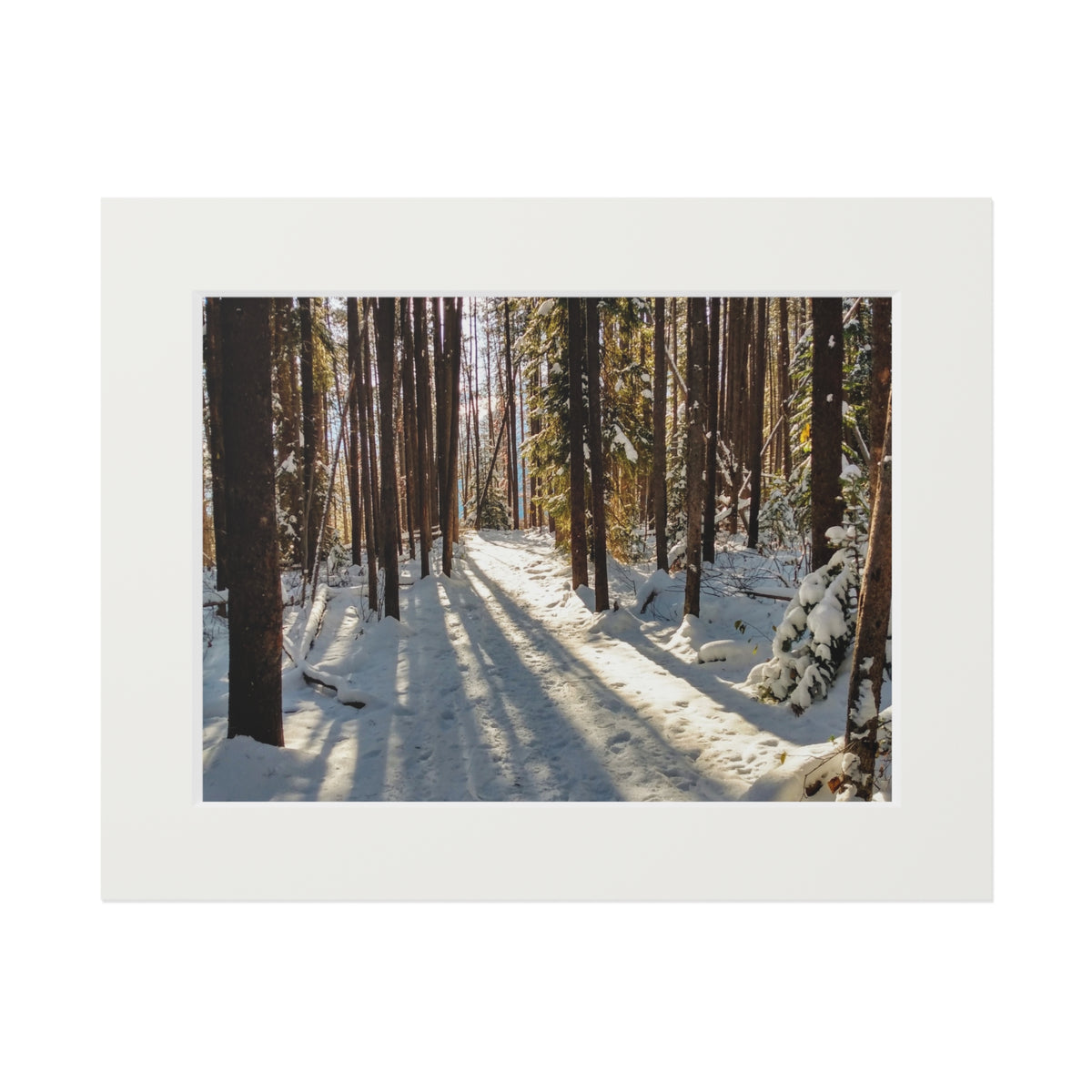 Sun Drenched Winter Forest Scene        Fine Art Print with Passepartout Frame