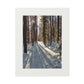Sun Drenched Winter Forest Scene        Fine Art Print with Passepartout Frame