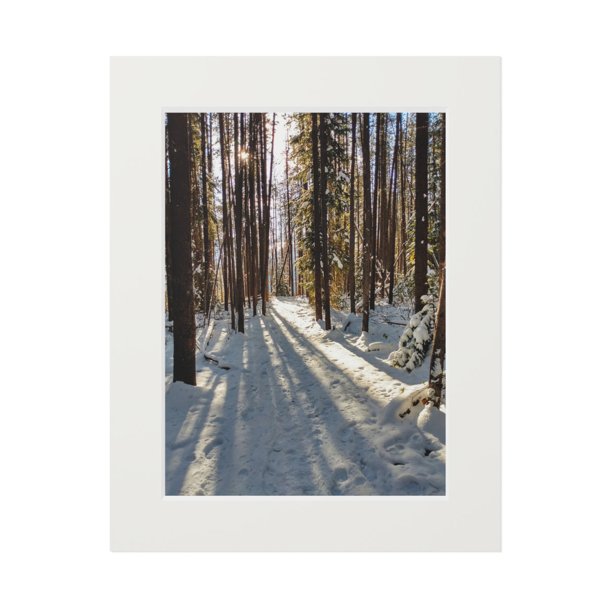 Sun Drenched Winter Forest Scene        Fine Art Print with Passepartout Frame
